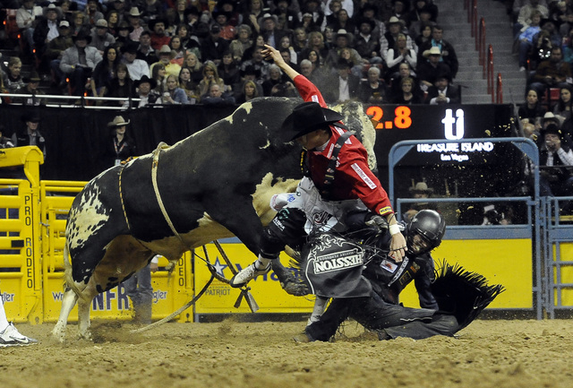 Cody Webster Professional Bullfighter