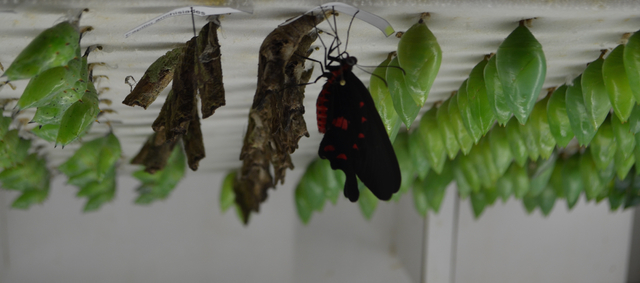 Butterflies arrive in their chrysalis state at Butterfly Wonderland in Scottsdale, Ariz. When they’re just about to come out, they are placed in the Butterfly Emergence Gallery, a viewing window ...