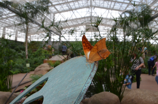 The highlight of Butterfly Wonderland is the 10,000 square foot butterfly and plant packed atrium. The attraction is one of the newest in Scottsdale, Ariz. (Ginger Meurer/Las Vegas Review-Journal)