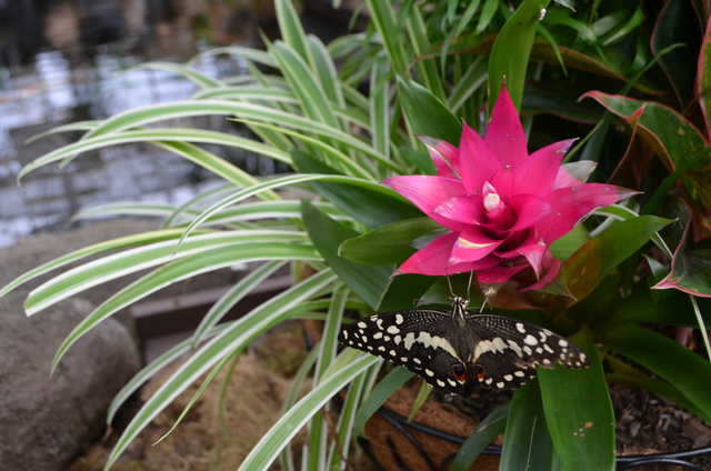 A clipper butterfly perches on a plant near the pond inside the atrium at Butterfly Wonderland in Scottsdale, Ariz.(Ginger Meurer/Las Vegas Review-Journal)