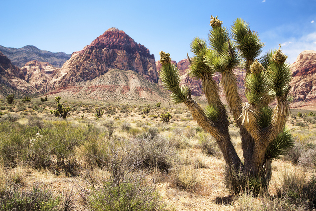Bill pushed by Calif. senators would protect desert lands near Nevada ...