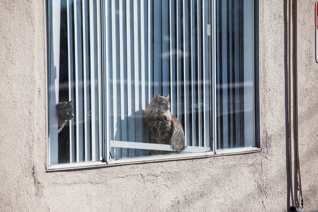 Two cats look out of a window as crews prepare for the remaining portion of The Clarion Hotel and Casino to be taken down, after an early-morning implosion failed to fully bring down the building  ...