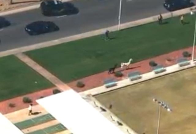 Police try to catch llamas on the loose in Phoenix on Feb. 26, 2015. (Screengrab/ABC 15)