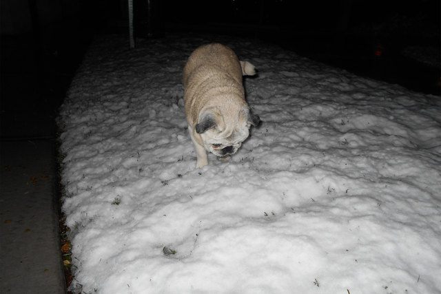 Pugsy is trying to figure out what this snow is all about in Summerlin, Monday, Feb. 23, 2015. (Alan Snel/Las Vegas Review-Journal)