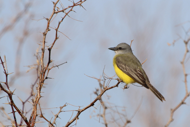 David Syzdek, a biologist for the Southern Nevada Water Authority photographed a Couch's kingbird on Jan. 16, 2015. This is the first recorded Couch's kingbird to visit Nevada. 
(Special to View)