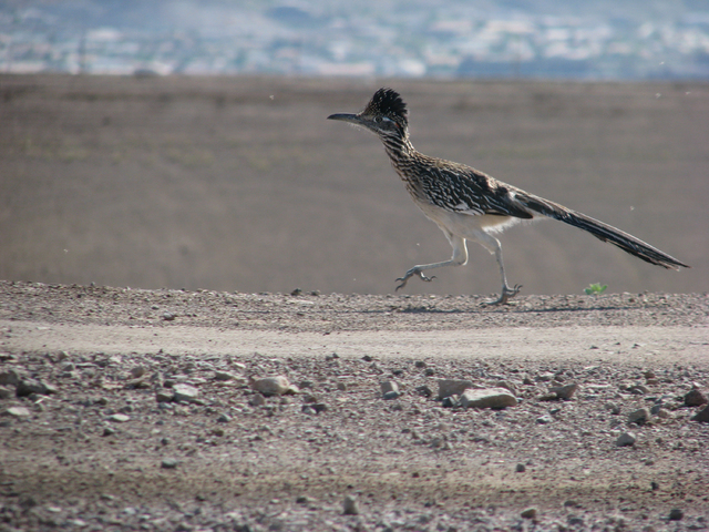 A roadrunner exhibits its namesake behavior on a dirt road at the Henderson Bird Viewing Preserve April 18, 2010.
(F. Andrew Taylor/View)