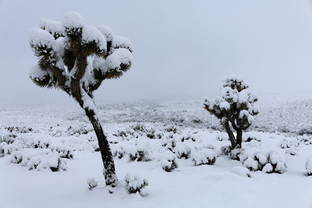 Joshua trees in near Red Rock National Conservation Area collect an unfamiliar cloak of snow after overnight snow showers at higher elevations on Monday, Feb. 23, 2015. (Mark Antonuccio/Las Vegas  ...