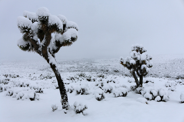 Joshua trees in near Red Rock National Conservation Area collect an unfamiliar cloak of snow after overnight snow showers at higher elevations on Monday, Feb. 23, 2015. (Mark Antonuccio/Las Vegas ...