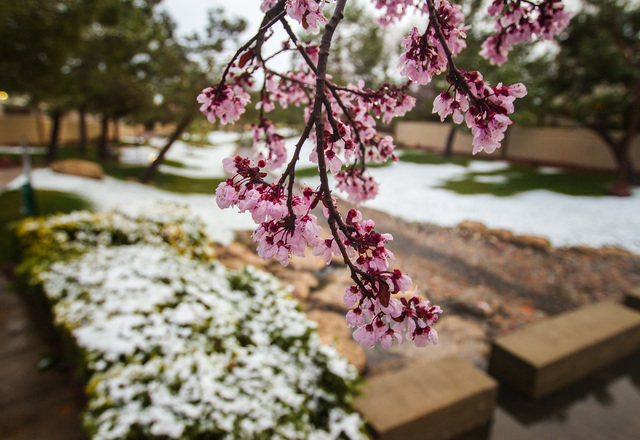 Plum tree blooms are seen while a blanket of snow covers the ground at Peccole Ranch Walking Trail near Hualapai Way on Monday, Feb 23, 2015. A couple inches of snow fell overnight in the higher l ...