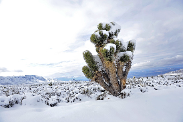 Snow patricianly covers the needles of a Joshua Tree yucca plant at Cold Creek on Monday, Feb. 23, 2015.  About one-foot of snow fell overnight on the mountain community 40 miles north of Las Vega ...