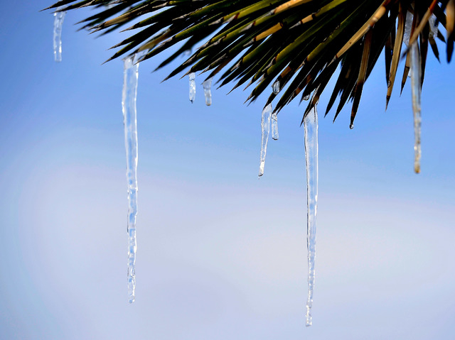 Icicles hang from needles of a Joshua Tree yucca plant at Cold Creek on Monday, Feb. 23, 2015.  About one-foot of snow fell overnight on the mountain community 40 miles north of Las Vegas in the S ...