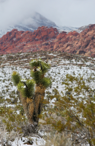 Snowfall can be seen on a Joshua Tree, front, and at Red Rock Canyon National Conservation Area Monday, Feb. 23, 2015, in Las Vegas. According to Las Vegas police, three hikers were reported stran ...