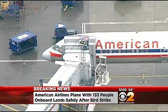 An American Airlines jetliner with 126 passengers and 7 crew members on board made an emergency landing at a New York airport on Tuesday morning after striking “several geese,” transportation ...