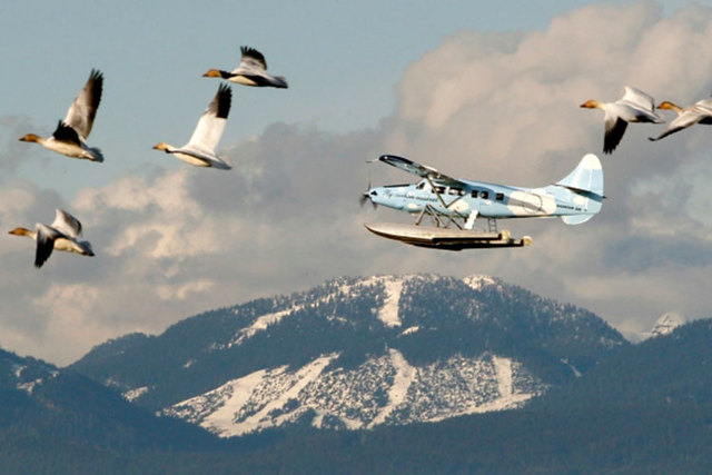 Snow geese and a float plane pass Cypress Mountain prior to the Vancouver 2010 Winter Olympic Games, Feb. 9, 2010. (Reuters/Chris Helgren/files)