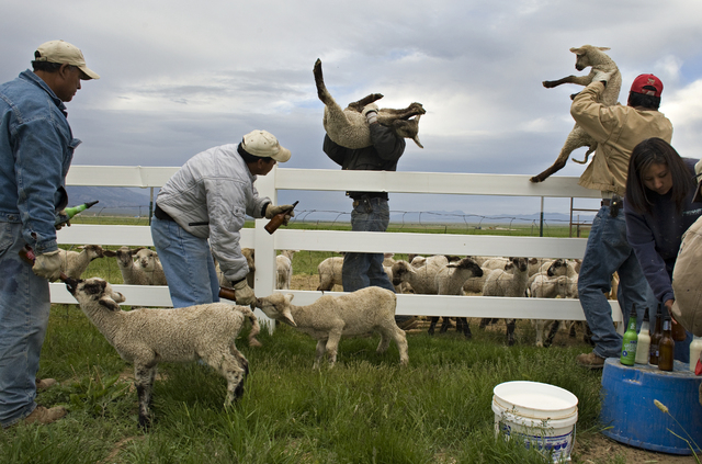 Ranchers use old beer bottles to feed formula to lambs on the Great Basin Ranch near Ely, in the Spring Valley area of White Pine County, Nev., June 4, 2008. The ranch, which is home to 4,000 shee ...