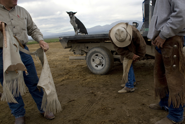 Ranchers prepare to go to work at the Great Basin Ranch near Ely, in the Spring Valley area of White Pine County, Nev., June 4, 2008. The ranch, which is home to 4,000 sheep and 1,700 cattle, is o ...