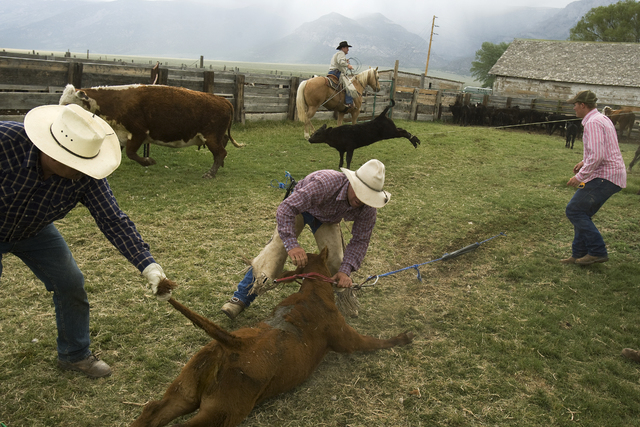 Ranchers round up calves in preparation for branding at the Great Basin Ranch near Ely, in the Spring Valley area of White Pine County, Nev., June 4, 2008. The ranch, which is home to 4,000 sheep  ...