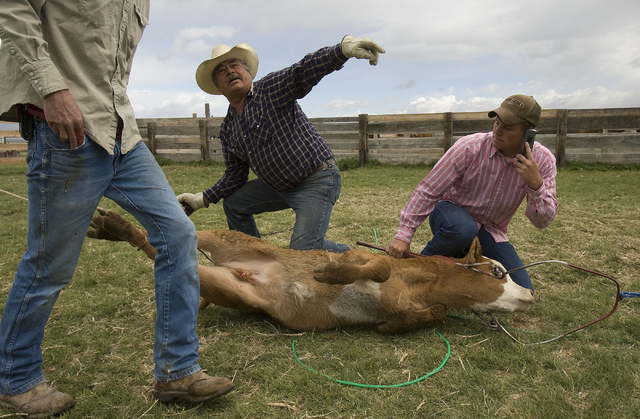 Ranch hand Victor Lopez, left, hold down a calf as Jed Lyon brands a calf on the Great Basin Ranch near Ely, in the Spring Valley area of White Pine County, Nev., June 4, 2008. The ranch, which is ...