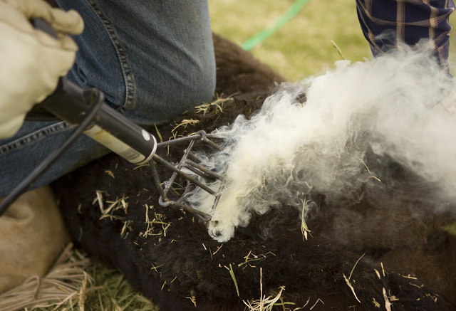 Ranch hand Victor Lopez brands a calf on the Great Basin Ranch near Ely, in the Spring Valley area of White Pine County, Nev., June 4, 2008. The ranch, which is home to 4,000 sheep and 1,700 cattl ...