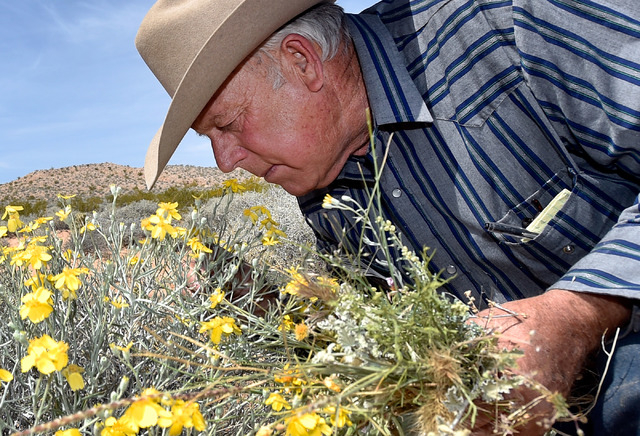 Rancher Cliven Bundy examines the desert foliage where his cattle continues to graze during an event near his ranch in Bunkerville on Saturday, April 11, 2015.  Bundy is hosting the event celebrat ...