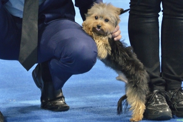Toy Yorkie wins Animal Foundation s Best in Show PHOTOS Life
