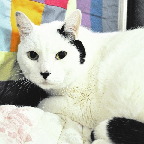 Snowball, Happy Home
Snowball is a handsome, 6-year-old white-and-black fellow. He is very sociable, likes hanging out in high places and playing with toys. He is neutered and current on his shots ...