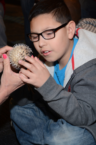Sergio Ortega learns about porcupine puffer fish at Siegfried & Roy’s Secret Garden Dolphin Habitat as part of a field trip during Nevada Blind Children’s Foundation’s Spring Break Day Camp  ...