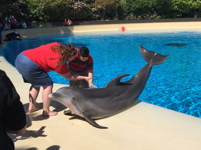 Assisted by Nevada Blind Children’s Foundation Program Director Briana Myers, student Jonathan Palma touches a dolphin for the first time during a field trip to the Siegfried & Roy’s Secret Ga ...