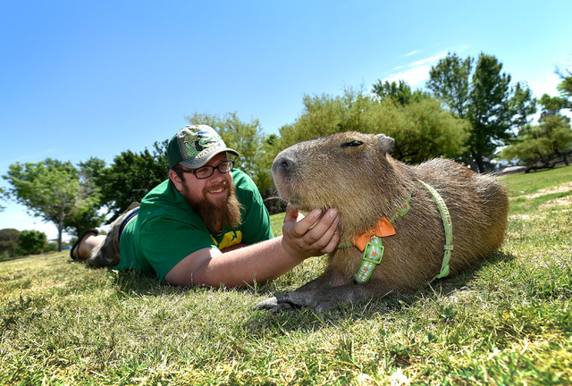 Cody Kennedy and his 2-year-old pet capybara, JoeJoe, hang out at Sunset Park on Monday, April 20, 2015, in Las Vegas. JoeJoe, a resident of northern Arizona, has taken on a celebrity status with  ...