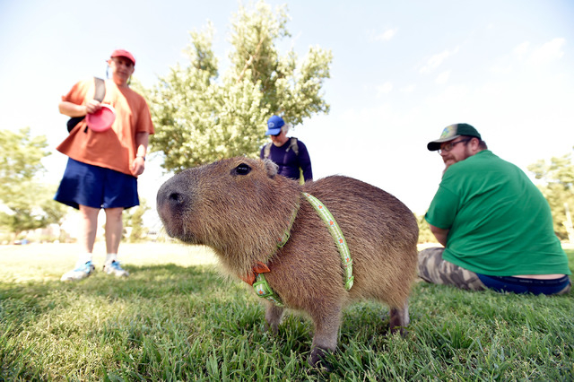 Huge cyborg capybara value