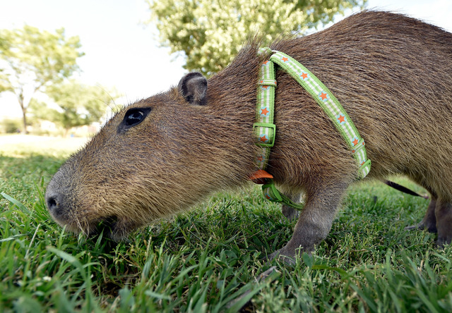 JoeJoe, a 2-year-old pet capybara owned by Cody Kennedy, grazes on the grass at Sunset Park on Monday, April 20, 2015, in Las Vegas. JoeJoe, a resident of northern Arizona, has taken on a celebrit ...