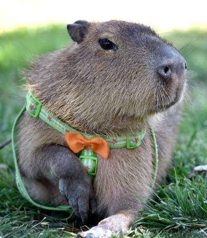 What kind of dinosaurs was the capybara? : r/capybara