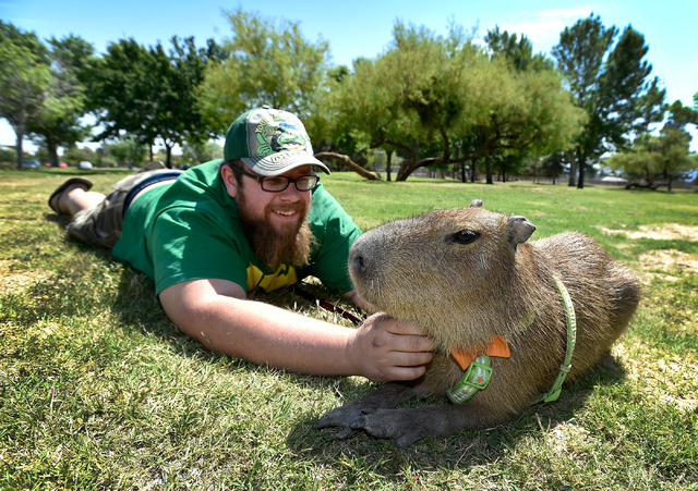 Capybara clicker hacks