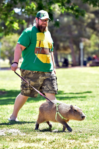 Cody Kennedy and his 2-year-old pet capybara, JoeJoe, hang out at Sunset Park on Monday, April 20, 2015, in Las Vegas. JoeJoe, a resident of northern Arizona, has taken on a celebrity status with ...