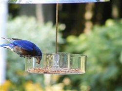 The best and brightest: How to attract the most colorful birds to your backyard