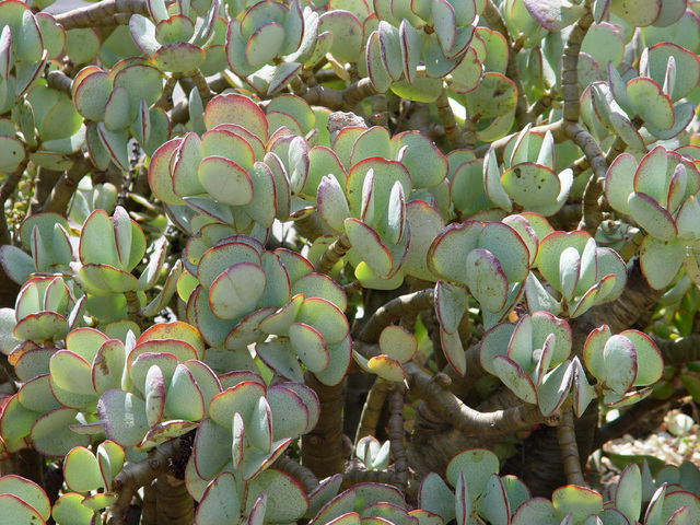 Tribune News Service Succulents with a large surface area often show their dehydration with fin ...