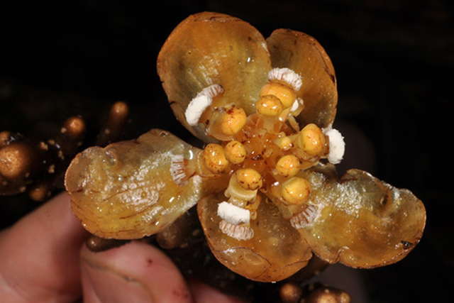 Coral Plant (Balanophora coralliformis). Courtesy (ESF)