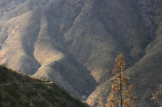 A tree scorched by the 2013 Rim fire is pictured at the origin of the fire near Groveland, California July 29, 2014. (REUTERS/Robert Galbraith)
