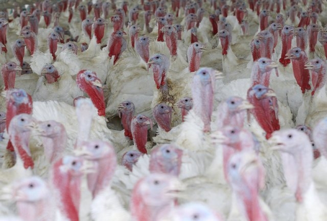 Turkeys are seen inside a shed in West Liberty, Iowa, United States, in this file photo taken July 7, 2011. The largest-ever U.S. outbreak of avian influenza, which has devastated Midwestern poult ...