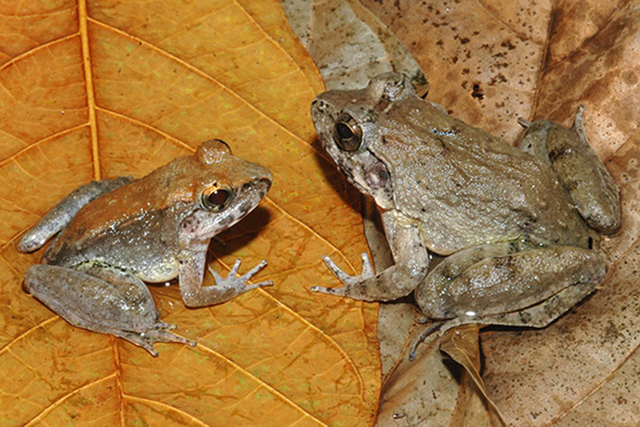 Indonesian Frog (Limnonectes larvaepartus). Courtesy (ESF)