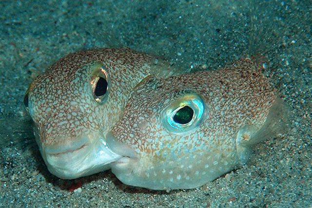 Pufferfish (Torquigener albomaculosus). Courtesy (ESF)