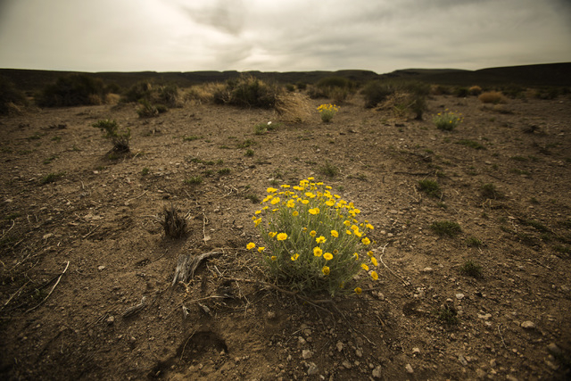 Desert poppy is seen Wednesday, May 20, 2015, near the White River Narrows area, about 130 miles north of Las Vegas. Over 800,000 acres in central Nevada is proposed as the Basin and Range Nationa ...