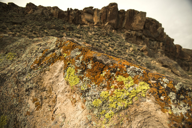 Lichen is seen Wednesday, May 20, 2015,  in the White River Narrows area, about 130 miles north of Las Vegas. Over 800,000 acres in central Nevada is proposed as the Basin and Range National Monum ...