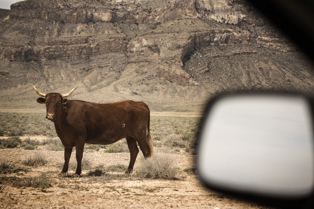 A cow is seen  Wednesday, May 20, 2015, in Coal Valley, a three-hour drive north of Las Vegas. Over 800,000 acres in central Nevada is proposed as the Basin and Range National Monument. (Jeff Sche ...