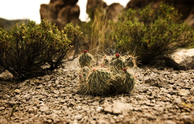 A blooming cactus is seen Wednesday, May 20, 2015, in Garden Valley, over a three-hour drive north of Las Vegas. Over 800,000 acres in central Nevada is proposed as the Basin and Range National Mo ...