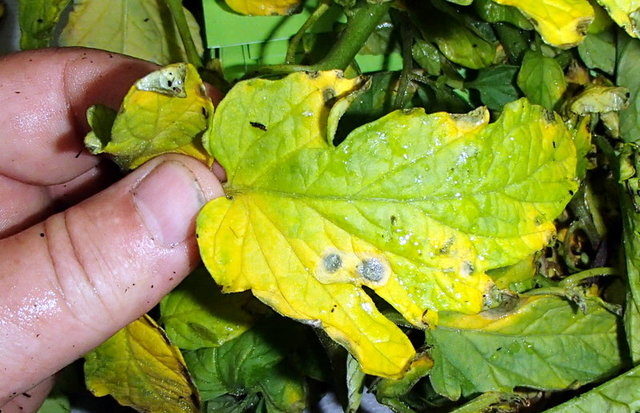 early tomato blight cure early tomato blight cure