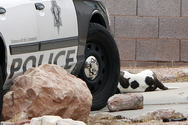 A dog that was fattaly shot by Las Vegas Metro police is seen at the 4700 block of Sheppard Drive Thursday, May 21, 2015. Police were subsequently encountered two dogs as they investigat a call of ...