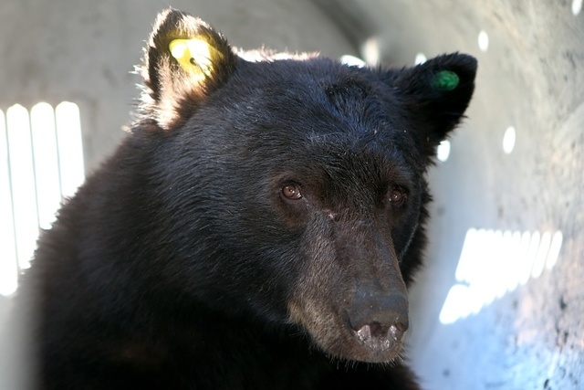 A 350-pound adult male black bear. (Cathleen Allison/Las Vegas Review-Journal)