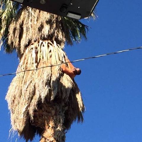 The Las Vegas Fire Department rescued a man who became struck while trimming a palm tree in the 1100 block of South Sixth Street on Saturday morning, May 16, 2015. (Courtesy/Facebook, Las Vegas Fi ...