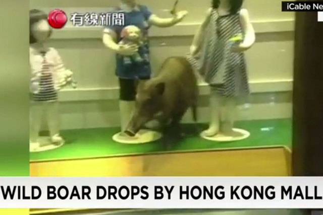 A wild boar dropped into a a children's clothing store in Hong Kong. (Screengrab/CNN)